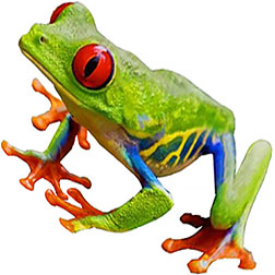 Red-eyed Tree Frogs